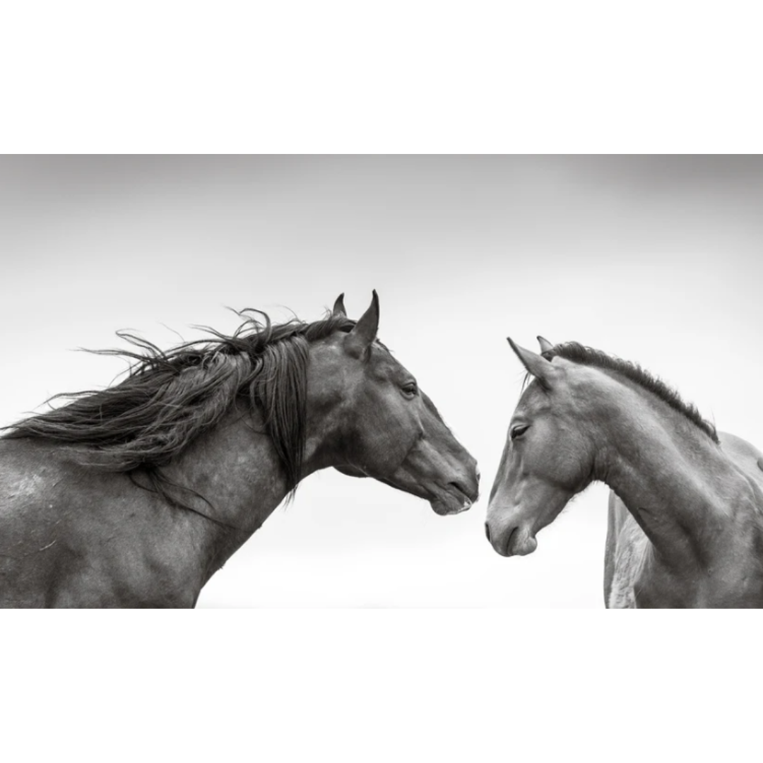 Guidance wild horse fine art print by Maria Marriott — black and white photography of two horses facing each other.