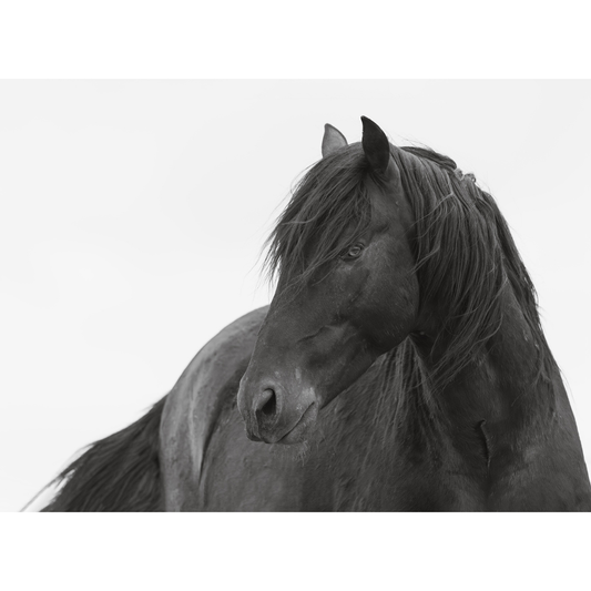 Black-and-white portrait of a wild horse named Onyx, photographed by Maria Marriott, with windswept mane against a minimal background.